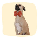 Medium-sized dog wearing an orange satin bow tie with white paw print design, part of the Orange Pet Bow Tie - Adjustable Dog Charm collection.