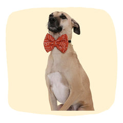 Medium-sized dog wearing an orange satin bow tie with white paw print design, part of the Orange Pet Bow Tie - Adjustable Dog Charm collection.