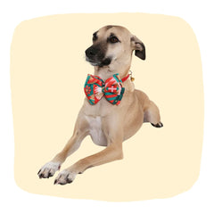 Medium dog wearing adjustable red geometric satin bow tie, ideal for festive occasions. Stylish pet accessory from Red Bow Tie for Medium Dogs.